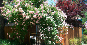 A large bush of flowers is in the foreground.